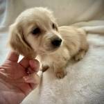 Dog For Sale UK Profile Picture